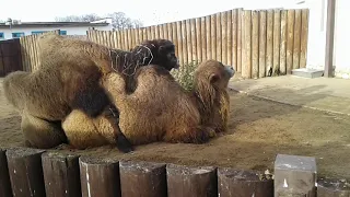 ОГО! ДВА ВЕРБЛЮДА СПАРИВАЮТСЯ В ЗООПАРКЕ! WOW! TWO CAMELS ARE MATING IN THE ZOO!