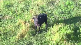 Tamaraw - Mindoro Philippines