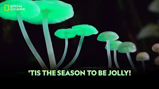 'Tis The Season To Be Jolly! | National Geographic