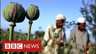 Afghanistan's booming drugs trade under Taliban rule - BBC News