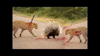 LEOPARD vs PORCUPİNE ►► Real Fight - Jaguar Crocodile Python Snake Mongoose Lion Elephant Rhino