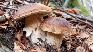 top boletus mushrooms - some amber in color - October 2023