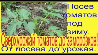 Посев томатов под зиму. От посева до урожая. Уникальный способ выращивания без рассады.