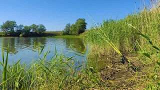 In the drying pond - CARP, CRUCIAN carp!!!! Fishing for float and fider