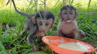 Baby monkeys, Kiki and Kiko, it's time for breakfast