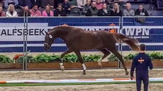 L’Avenir KWPN Stallion show 2023 (Le Formidable x Sir Donnerhall I)