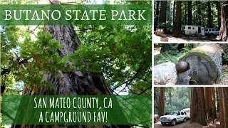 Butano State Park / San Mateo County, CA / A Campground Fav!