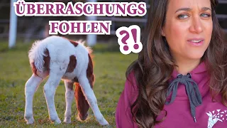 Überraschungsfohlen!!! ÄÄÄH Hochzeit gefährdet?! Wie machen wir das jetzt...?