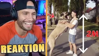 Flying Uwe REAGIERT auf RIESEN HUND von CemTV😂 Flying Uwe Reaktion