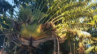 The Stunning Travelers Palm, Ravenala madagascariensis