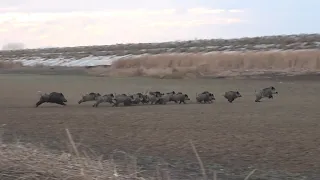 FIERCE WILD BOAR HUNT AND HERD - SÜRÜLER AZILILAR ORTALIK BİRBİRİNRE GİRDİ.EN GÜZEL DOMUZ AVI