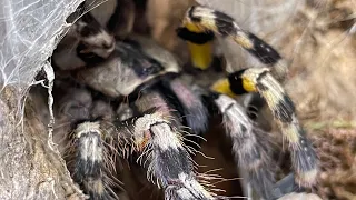 Poecilotheria Regalis rehouse + care and husbandry, (Indian ghost ornamental tarantula)