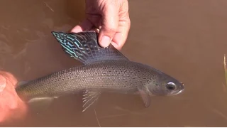 Fishing for Grayling and Big Brook Trout on Boulder Mountain