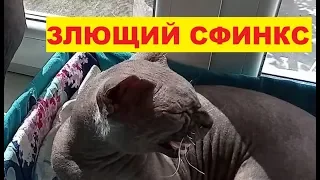 Злой  сфинкс. Crazy Cat. #166.