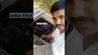 Feeding Water to Indian Thick Knee Bird which got Sun Stroke and Dehydration:: Do You Like That