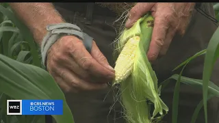 Rainy summer leaves farmers plagued with flooded fields and damaged crops