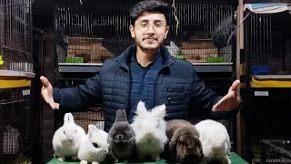 My fancy rabbit farm | daily vlog | rabbit farming | international rabbit breeds