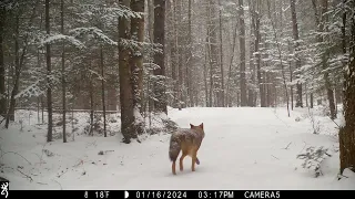 January 2024 trail cam highlights. Part 2