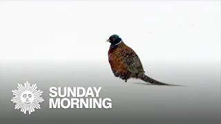 Nature: Ring-necked pheasants