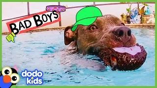 We Still Love These Very Bad Boys And Girls | Animal Videos For Kids | Dodo Kids