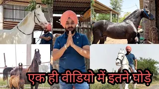 मेरे फार्म के घोड़े घोडियां Marwari Stallion KHAWAB and Other Horses Gurdev Singh 9781990406