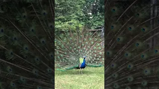 Wildlife Atlanta #wildlife #wildanimals #usa #us #atlanta #georgia #zoo #peacock #nature #beautiful