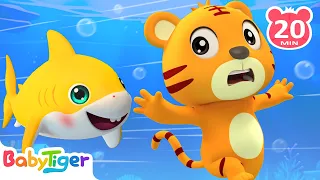 Baby Shark Doo Doo Doo | Shark Songs🐟️🐟️🐟️& More Animal Songs & Nursery Rhymes | BabyTiger