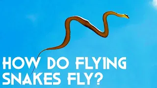 How Do Flying Snakes Fly? [Unbelievable New Research]