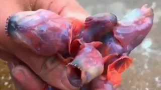 Nightmare Fish Found in Mud | Purple Eel Goby - Deepsea Oddities