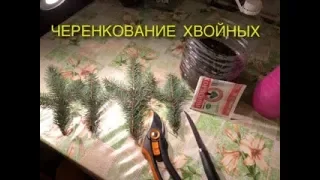 Черенкование хвойных