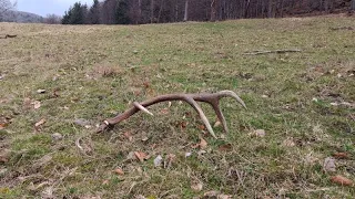 Zhody 2024, Zrzuty 2024 , Palchi di cervo , Shed hunting