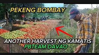 ANOTHER HARVEST NI PEKENG BOMBAY NG KANYANG KAMATIS #pugongbyahero #pbteamdavao #katutubo