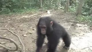 Rescued Baby Chimpanzee Gets Dizzy And Falls Over