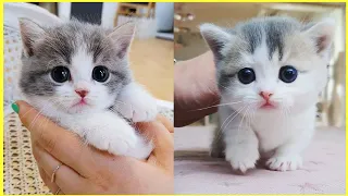 OMG So Cute Cats ♥ Best Funny Cat Videos 2021 #2