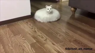 Roomba cat meme