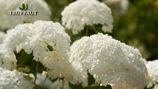 Comment bouturer un hortensia ? -  Truffaut