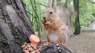 Уже уходил, когда встретил очень, очень голодную белку / A very hungry squirrel