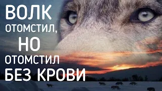 ВОЛК ОТОМСТИЛ, НО ОТОМСТИЛ БЕЗ КРОВИ ( Чацкий А.В.) печальный стих со смыслом || СТИХИ/ПОЭЗИЯ/ПРОЗА