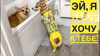 Сэдди тоже хочет купаться! Смешные корги😂