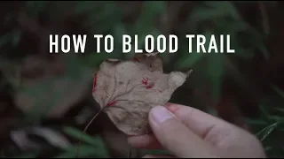 How to Blood Trail a Deer