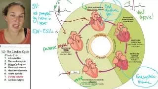 Cardiac cycle 7- Stroke volume