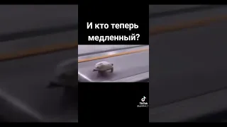 самая быстрая черепаха 😂😂