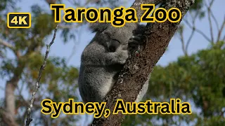 Taronga Zoo 4K Walking Tour || Sydney, Australia