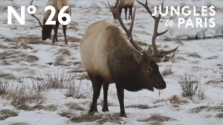 The Massive Winter Elk Refuge of Jackson, Wyoming