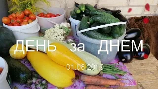 ДАЧНЫЙ СЕЗОН. ДЕНЬ ЗА ДНЕМ. 01 08 2019