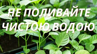 Щоб розсада перцю не🌶 витягувалася і була міцною‼️Мало хто так робить‼️