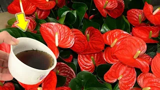 I Poured 1 Cup! Suddenly Anthuriums Buds And Blooms All Year Long
