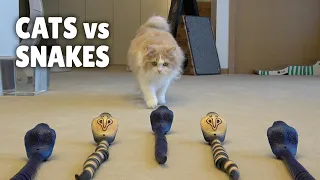 Cats vs Snakes | Kittisaurus