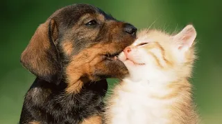 🐕 Котята против щенят! 😺 Подборка смешных котов и собак  для хорошего настроения! 😺