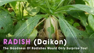 The Goodness Of Radishes Would Only Surprise You | TOP 100 Healthiest Vegetables | Indian Herbs